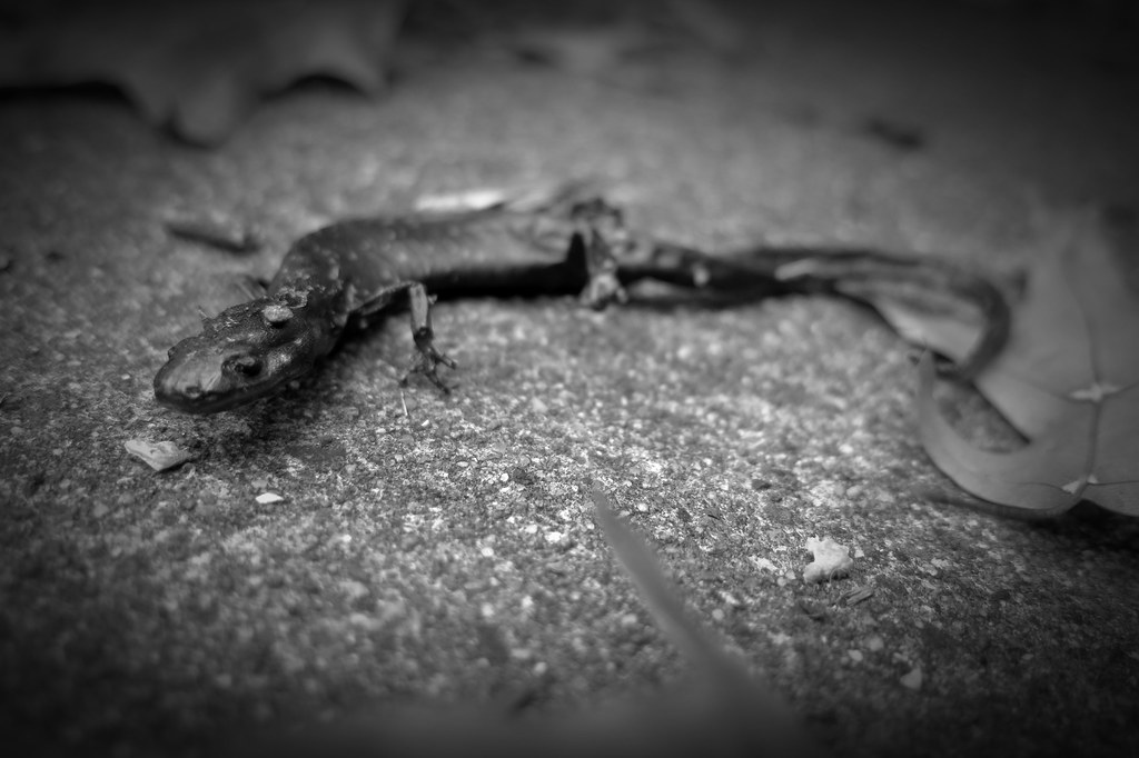 30092687101_67d0b3d8a8_b